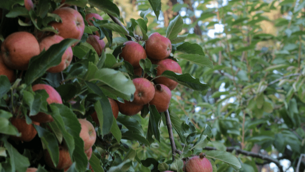 Exploring Green Bluff With McInturff & Co.